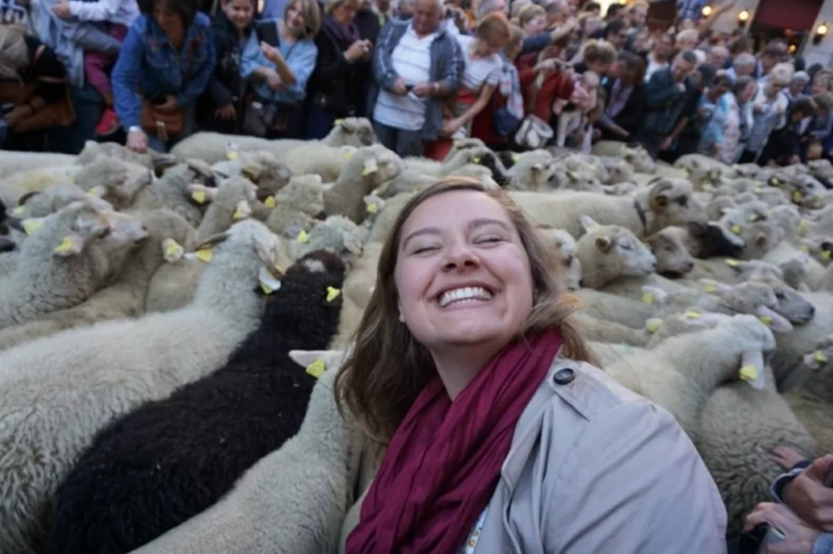 Hundreds of sheep getting corralled through the streets of Annecy on the Transhumance (the bringing of livestock down from the mountains for the winter season)