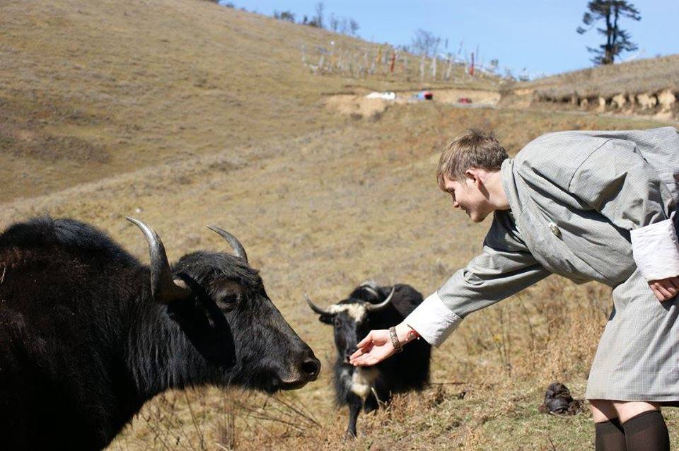Study abroad student pets cow in Thimphu, Bhutan 