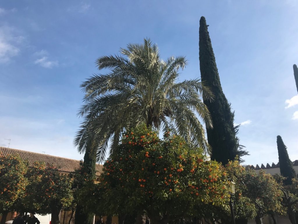 Orange trees in Córdoba