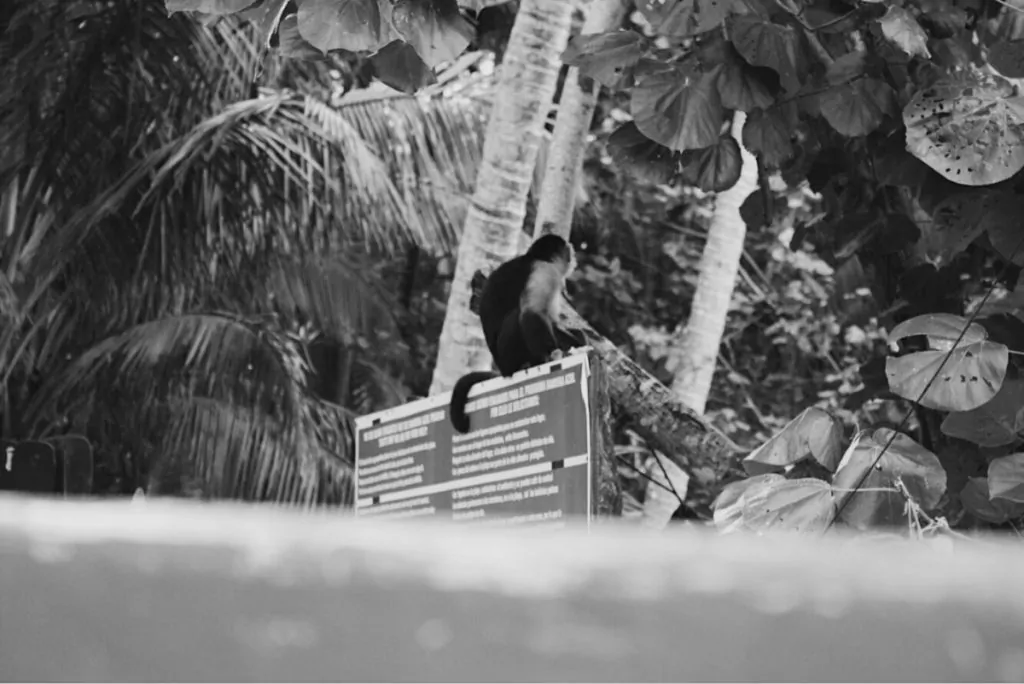 Black and white photo of a monkey in Playa en Montezuma