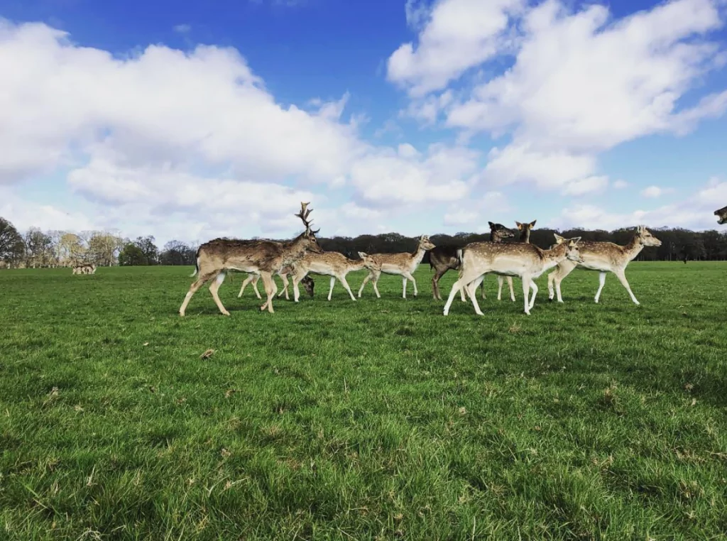 Travel through Ireland, see wildlife